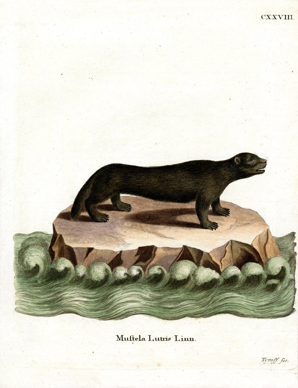 Sea Otter (farget gravering) av German School