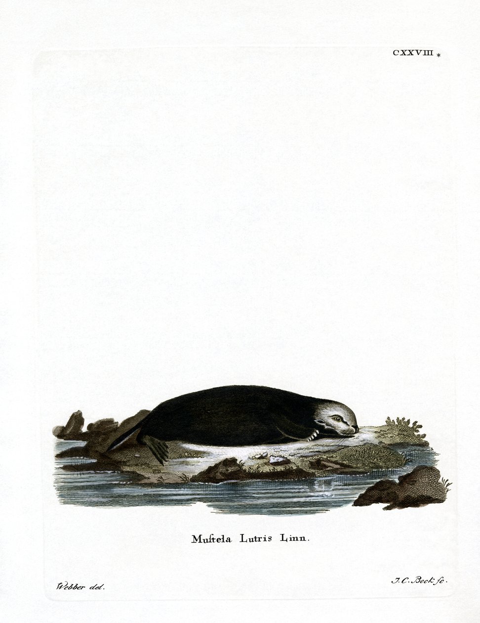 Sea Otter (farget gravering) av German School