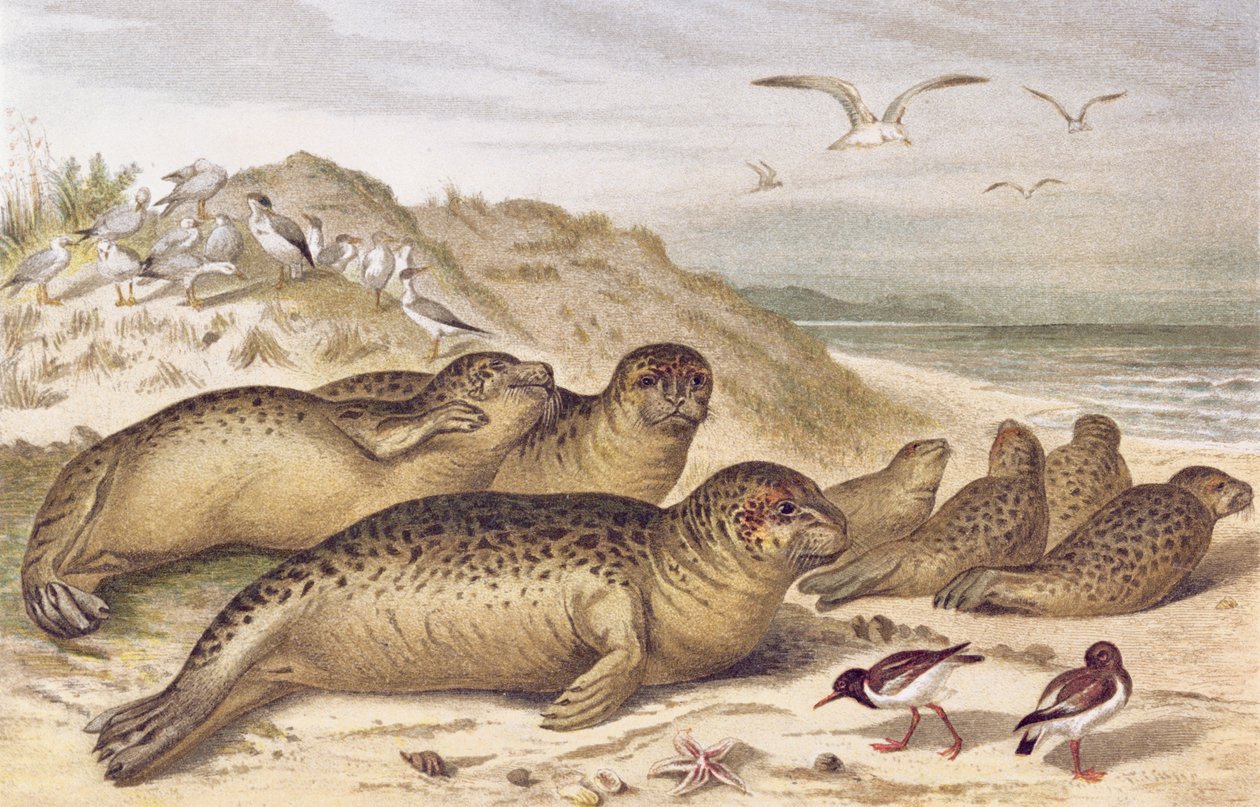 Seal, plate fra Brehms Animal Life: General Knowledge of the Animal Kingdom, vol.2, s.309, utgitt av Bibliografisk Institutt, 1890 av German School
