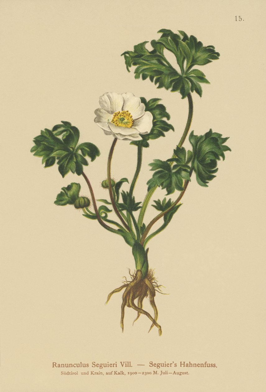 Seguiers kråkefot (Ranunculus Seguieri) av German School