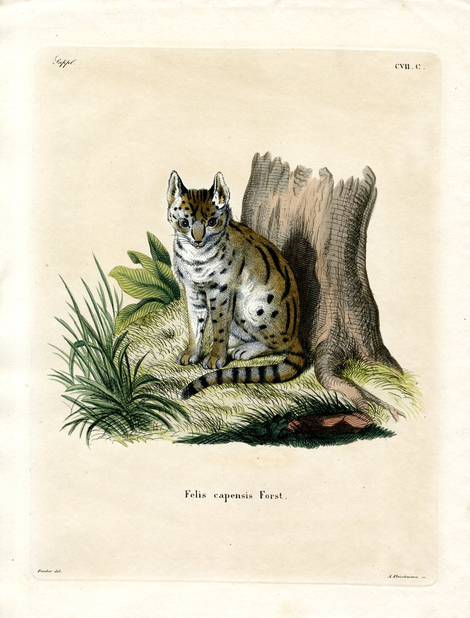 Serval (farget gravering) av German School