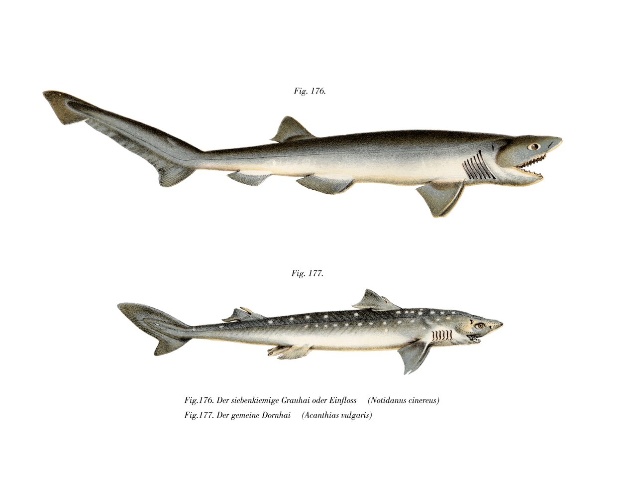 Sharpnose Sevengill Shark (farge litho) av German School