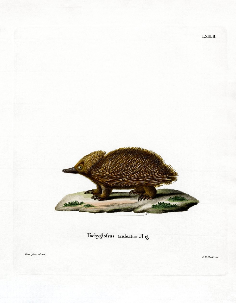 Kortnebb Echidna (farget gravering) av German School