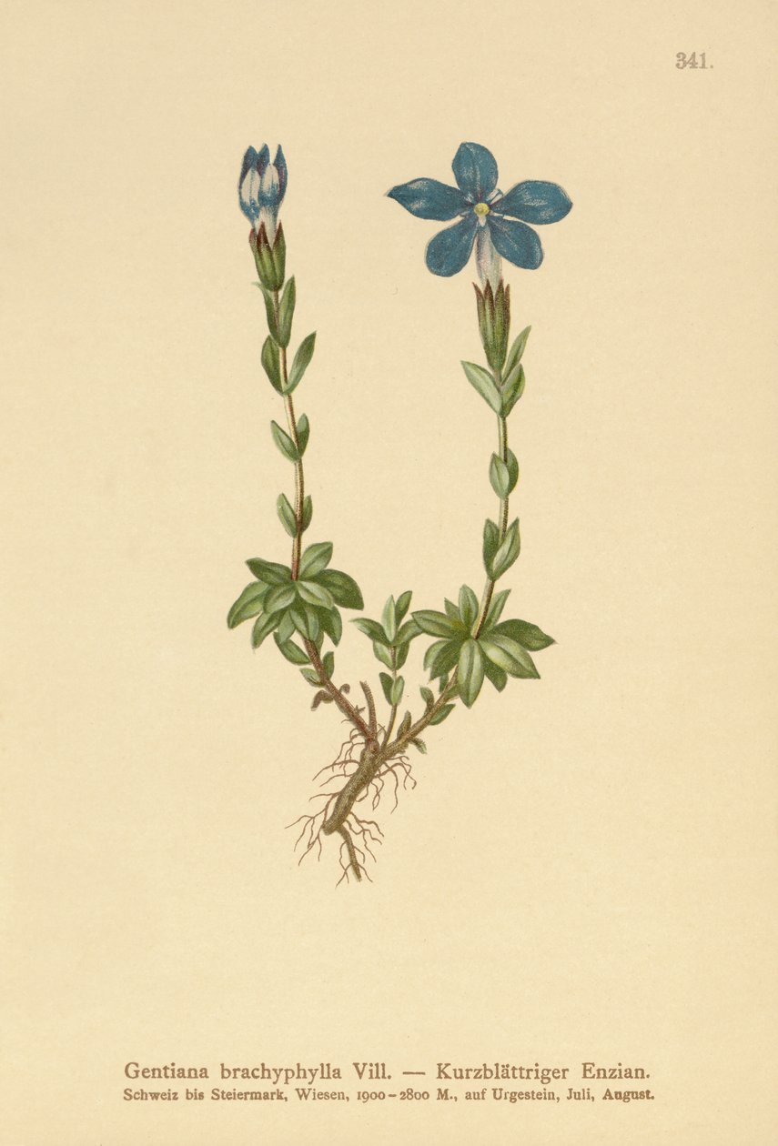 Kortbladet Gentian (Gentiana brachyphylla) av German School