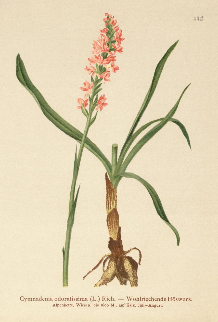 Kortsporet duftorkidé (Gymnadenia odoratissima) av German School