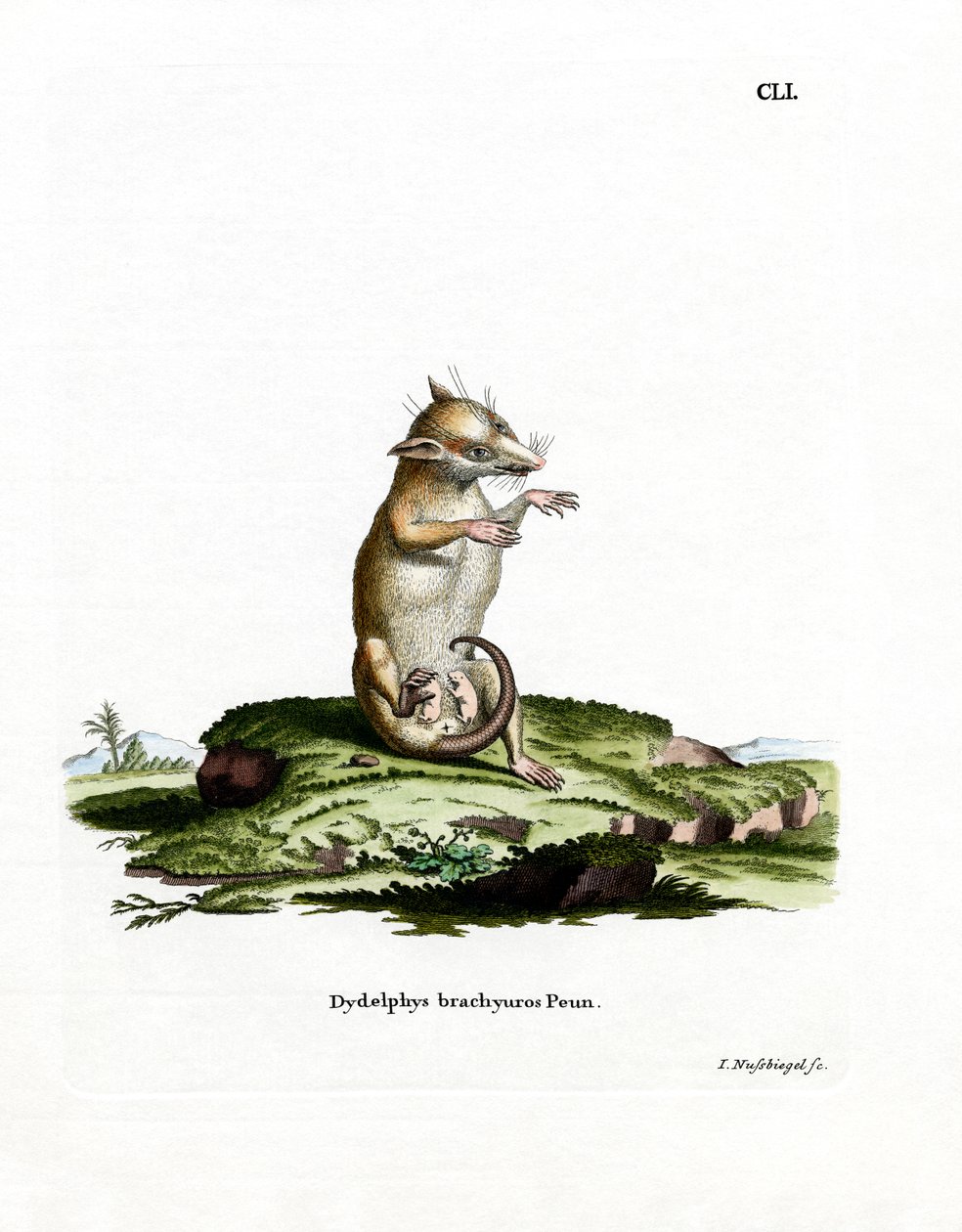 Korthalet opossum (farget gravering) av German School