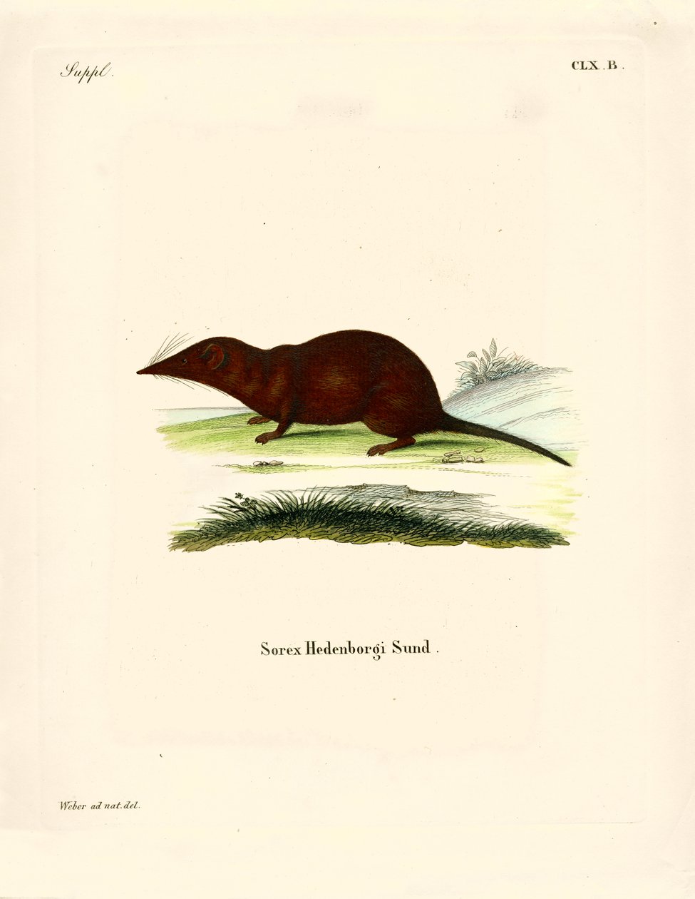 Shrew (farget gravering) av German School