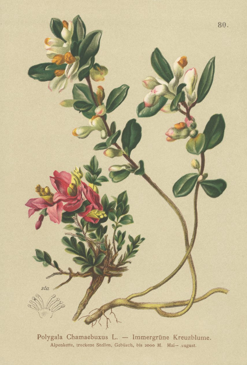 Busket melkeørt (Polygala Chamaebuxus) av German School