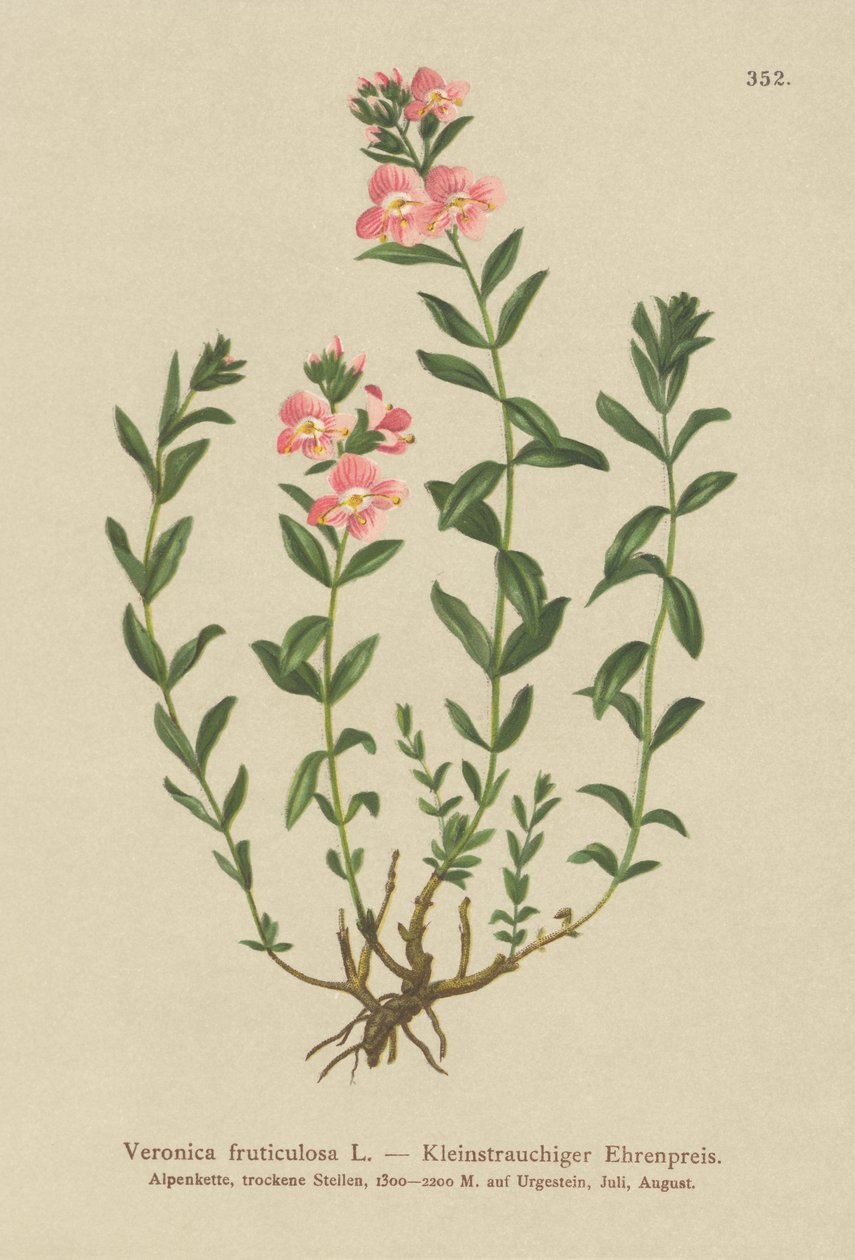 Shrubby Speedwell (Veronica fruticulosa, Veronica frutescens) av German School