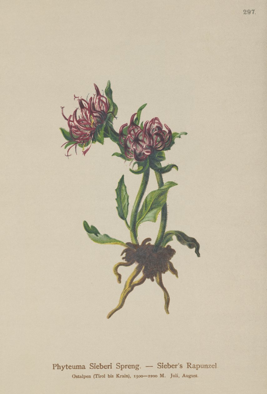 Siebers Rampion (Phyteuma Sieberi) av German School