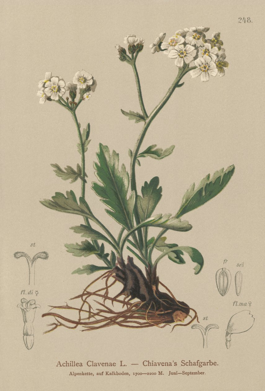 Sølvaktig ryllik (Achillea Clavenae) av German School
