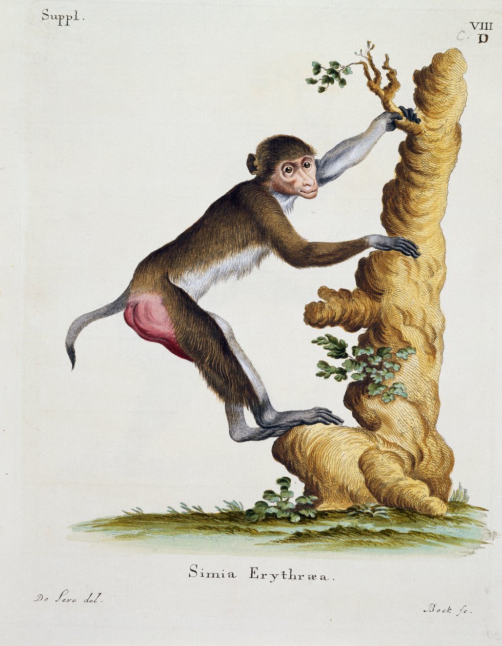 Simia erythraea, fra Pattedyr illustrert fra Nature med beskrivelser, av Johann Christian Daniel von Schreber (1739-1810), gravering av IC Bock etter tegning av De Seve av German School