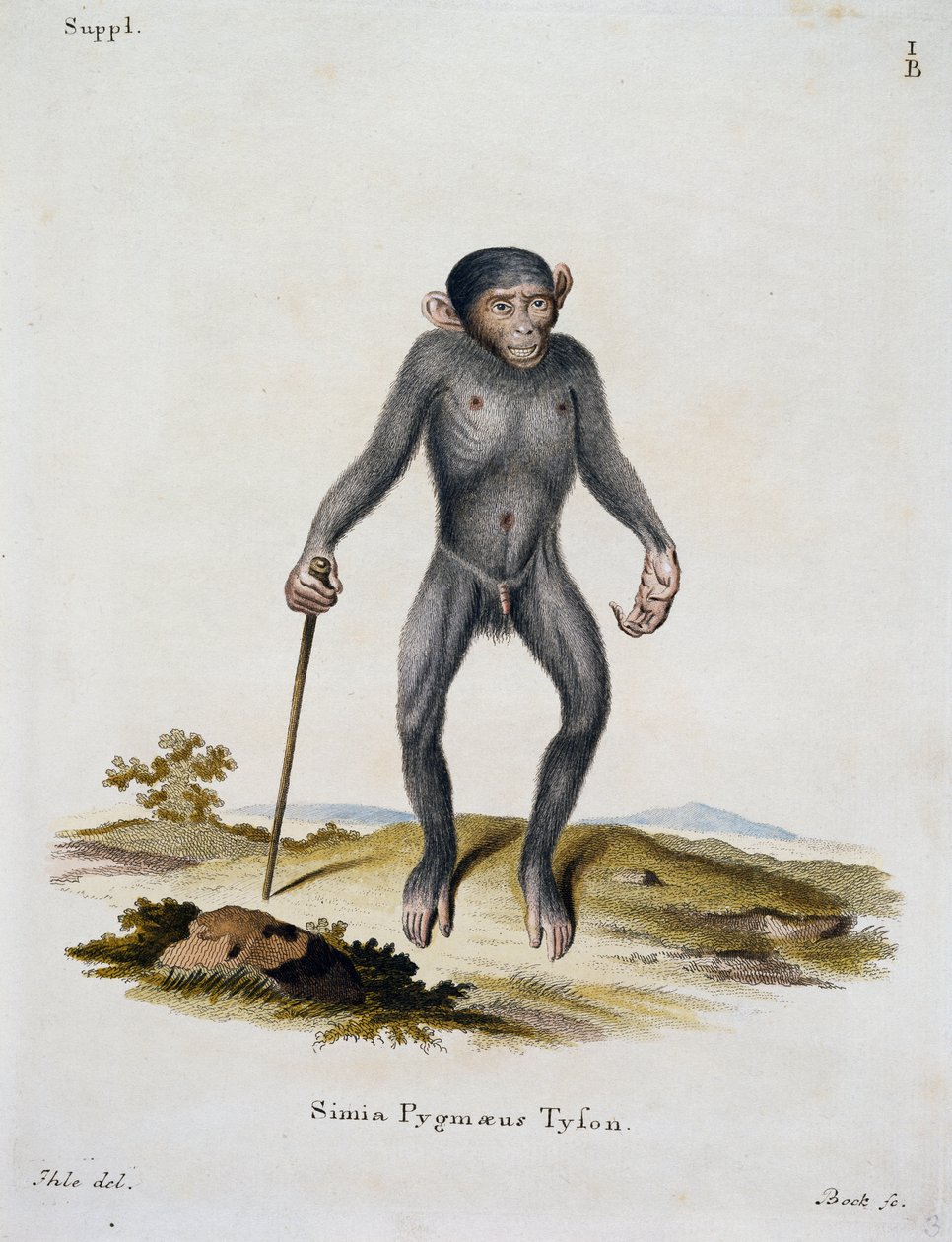 Simia pygmaeus, fra Pattedyr illustrert fra Nature med beskrivelser, av Johann Christian Daniel von Schreber (1739-1810), gravering av IC Bock, Tyskland av German School
