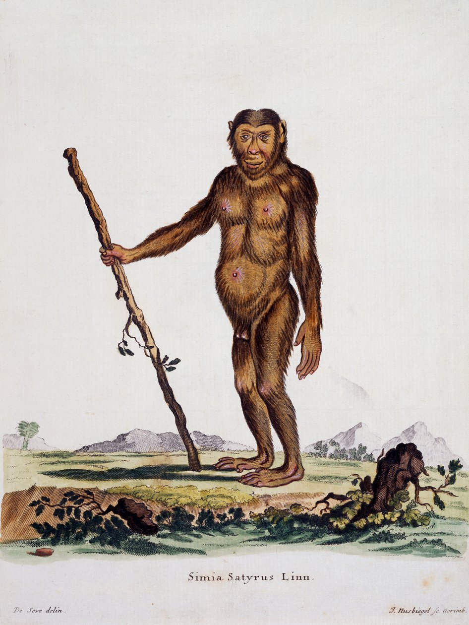 Simia satyrus, fra Pattedyr illustrert fra Nature med beskrivelser, av Johann Christian Daniel von Schreber (1739-1810), gravering av I Nusbiegel etter tegning av De Seve, Tyskland av German School