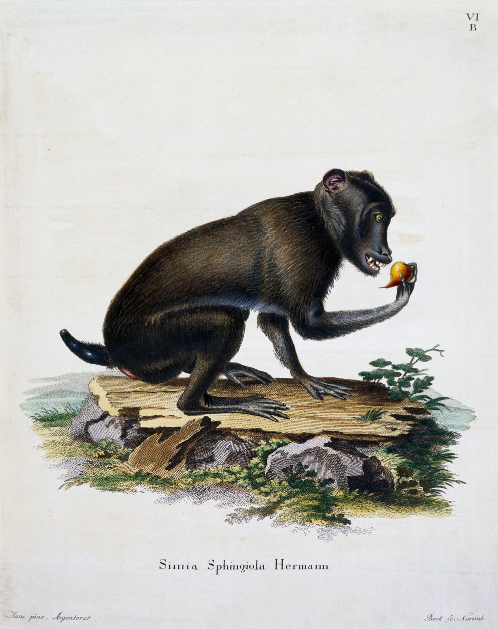Simia sphingiola, fra Pattedyr illustrert fra Nature med beskrivelser, av Johann Christian Daniel von Schreber (1739-1810), gravering av IC Bock, Tyskland av German School