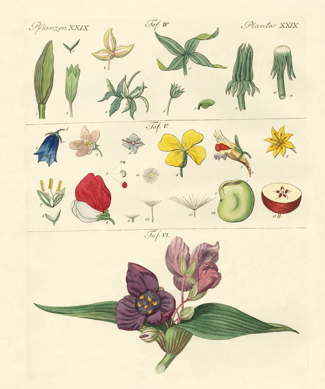 Enkelte blomsterdeler av German School