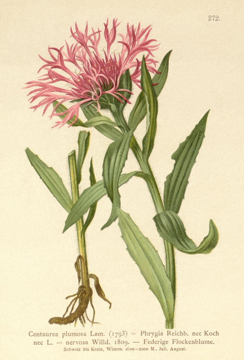 Enkelblomstret knott (Centaurea plumosa, Centaurea Phrygia, Centaurea nervosa, Centaurea uniflora) av German School