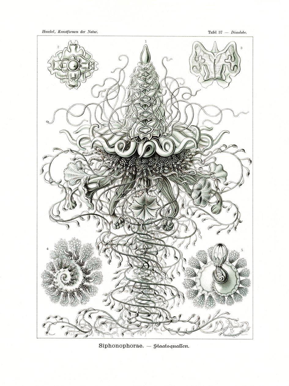 Siphonophorae, 1899-1904 av German School