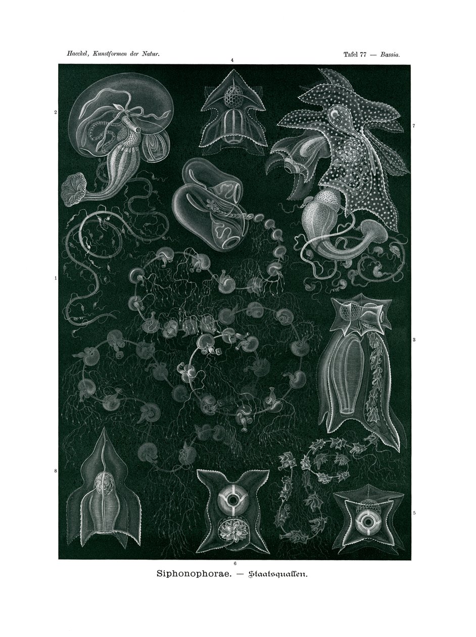 Siphonophorae, 1899-1904 av German School