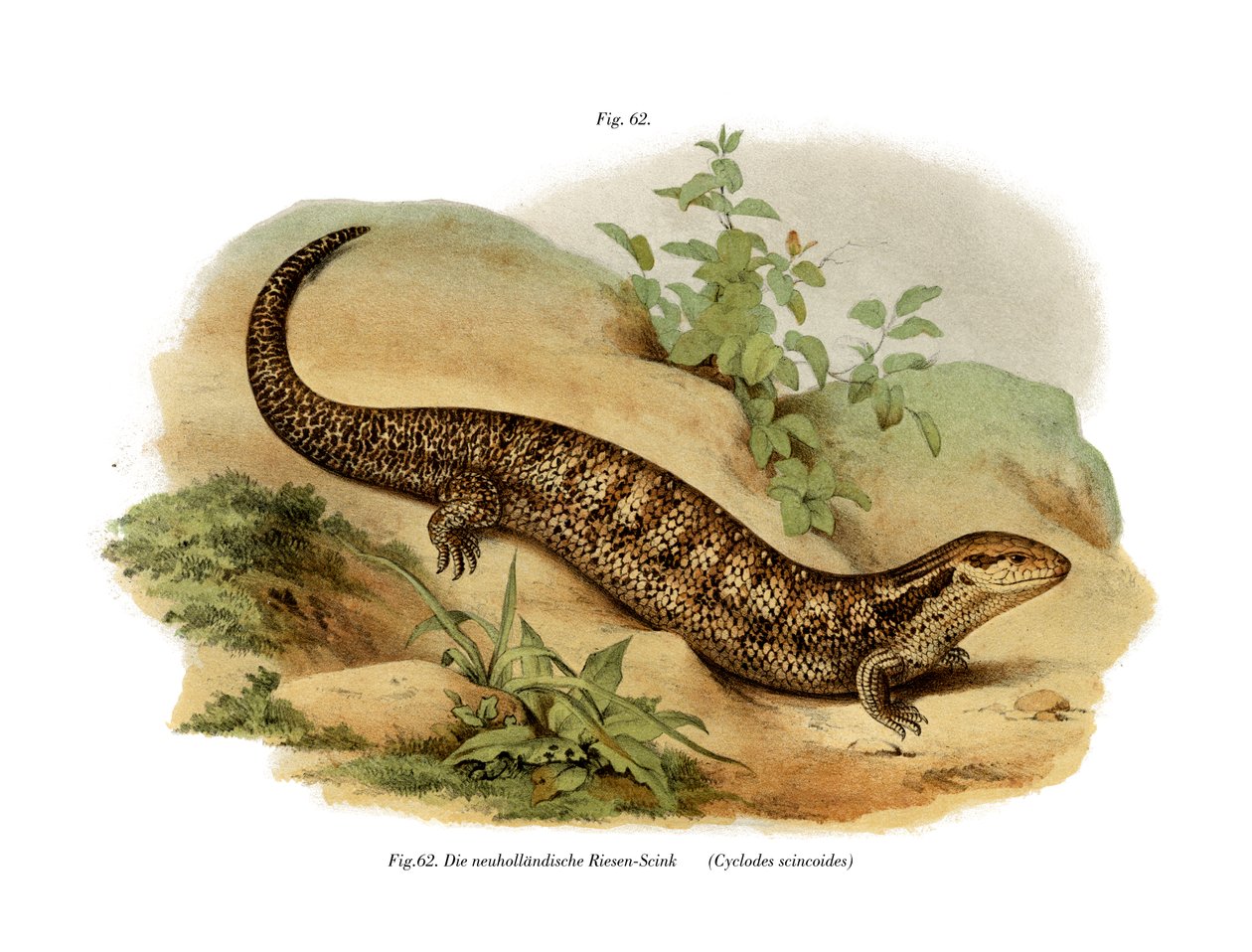 Skink (farge litho) av German School