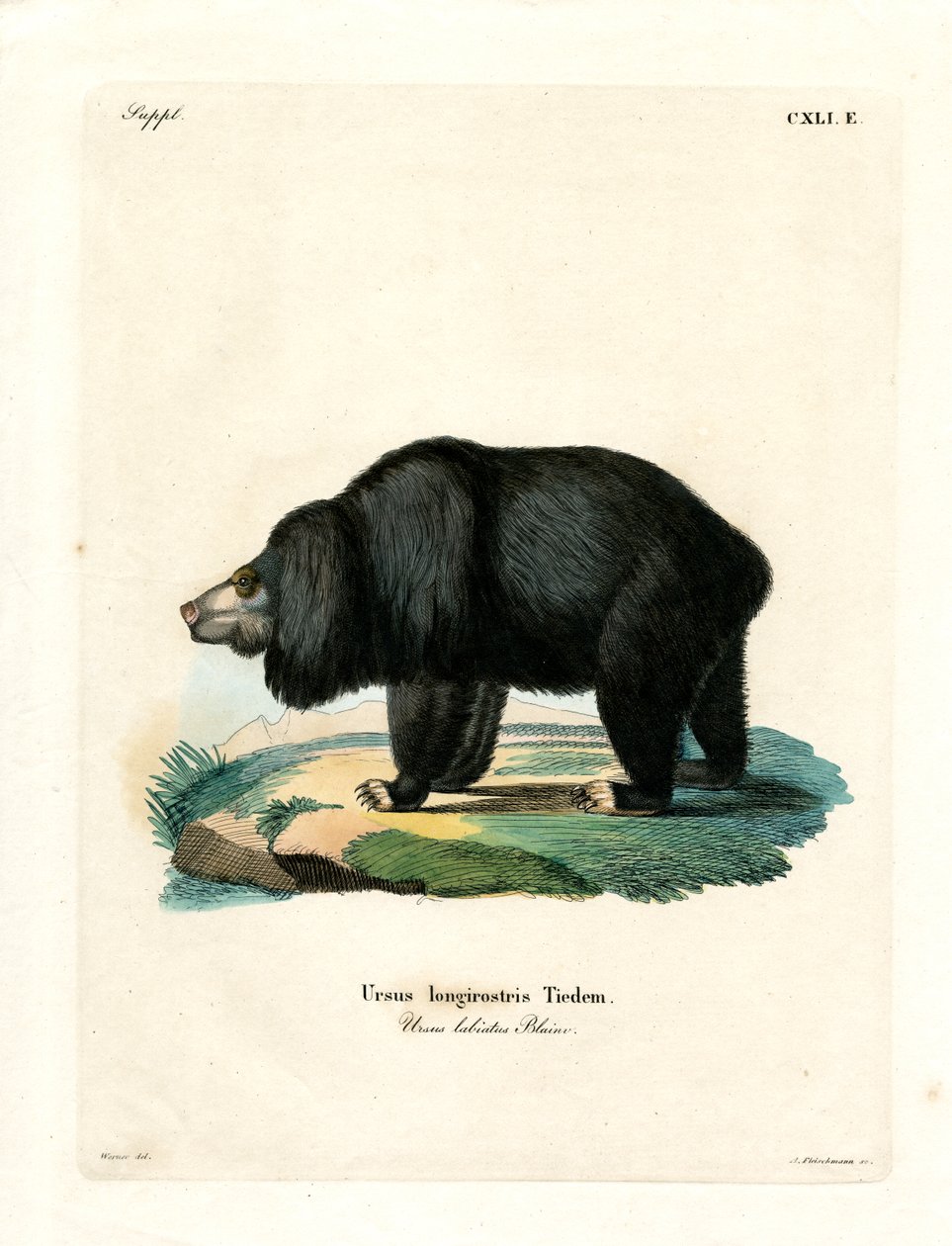Sloth Bear (farget gravering) av German School