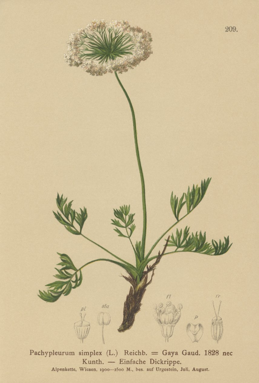 Liten alpin lovage (Pachypleurum mutellinoides, Pachypleurum simplex, Pachypleurum alpinum, Pachypleurum simplex, Neogaya simplex, Gaya simplex, Ligusticum simplex) av German School