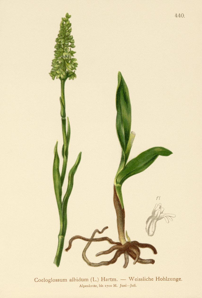 Liten hvit orkide (Satyrium albidum, Coeloglossum albidum, Leucorchis albida, Bicchia albida, Pseudorchis albida) av German School