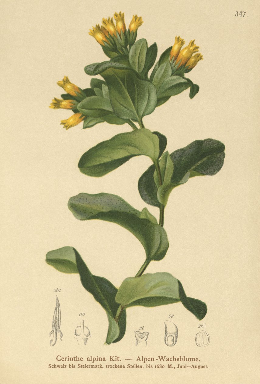 Glatt honningurt (Cerinthe alpina, Cerinthe glabra undersp. glabra) av German School