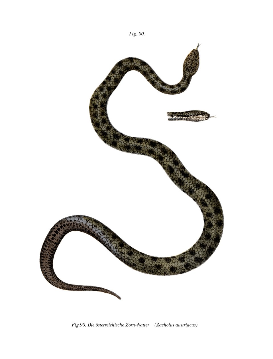 Smooth Snake (farge litho) av German School