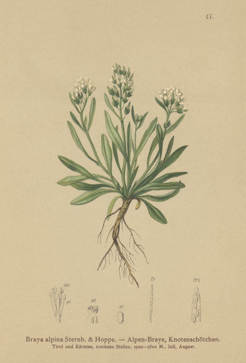Glatt nordlig karse (Braya alpina, Sisymbrium alpinum) av German School