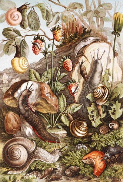 Snegler, tallerken fra "Brehms Tierleben: Allgemeine Kunde des Tierreichs", vol.10, s.336, utgitt av Bibliographisches Institut av German School