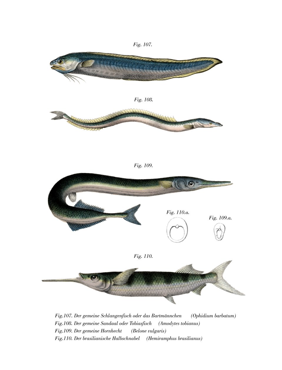 Snake Blenny (farge litho) av German School