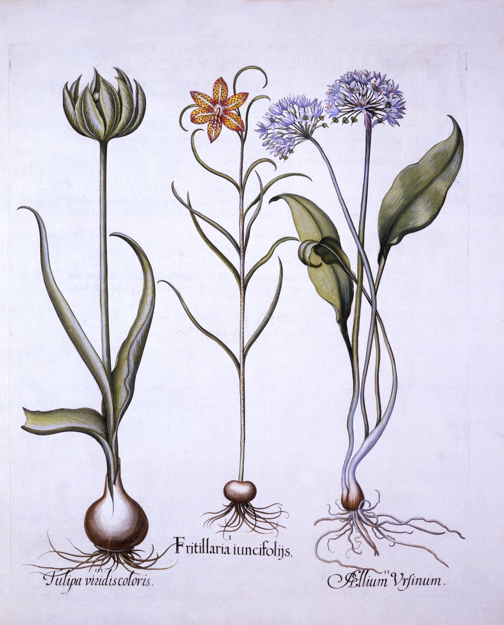 Snakes Head Fritillary, Wild Garlic and Tulip, fra Hortus Eystettensis, av Basil Besler (1561-1629), pub. 1613 (håndfarget gravering) av German School