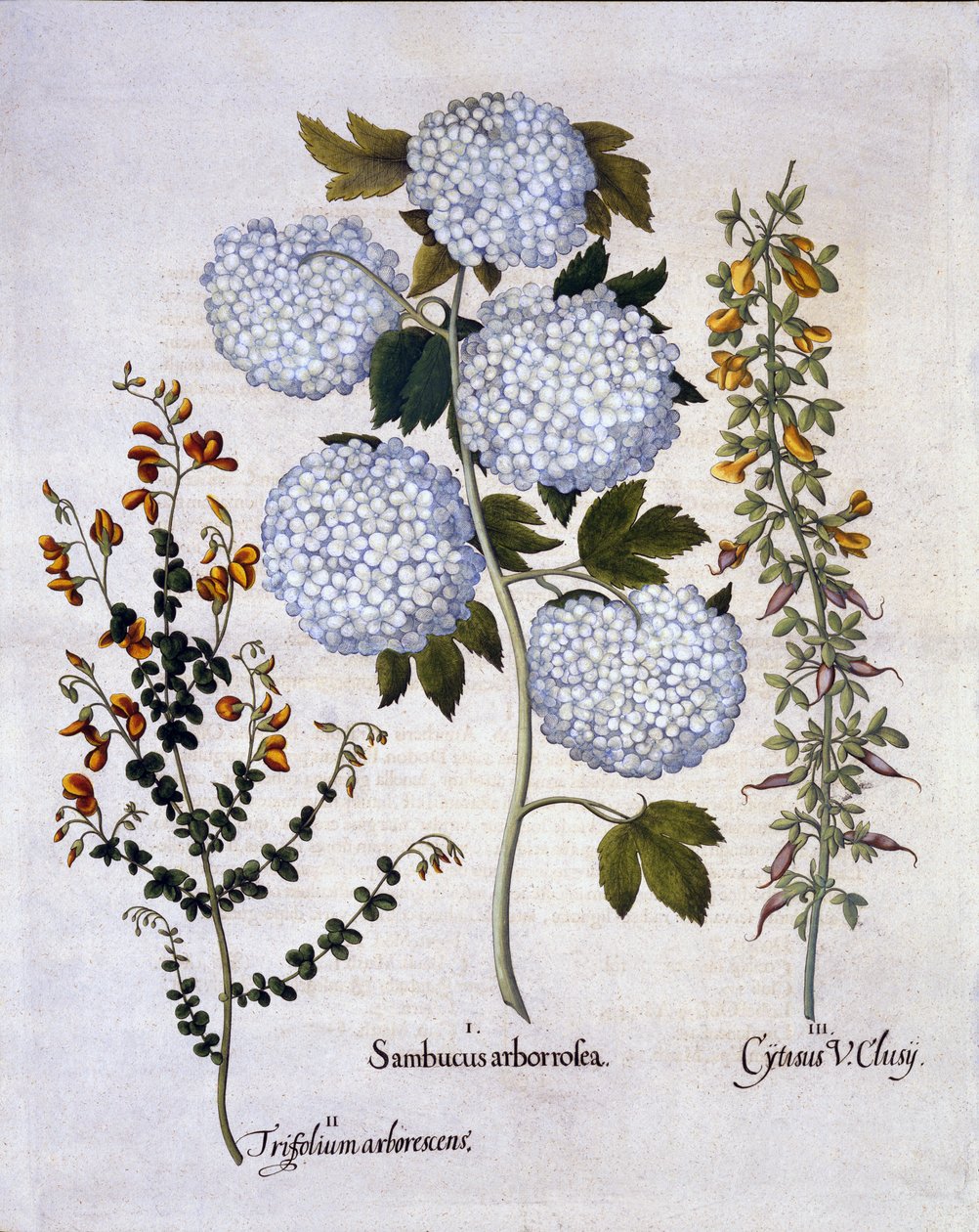 Snowball Viburnum, hagekvast, lavtvoksende alpekost, fra Hortus Eystettensis, av Basil Besler (1561-1629), pub. 1613 (håndfarget gravering) av German School