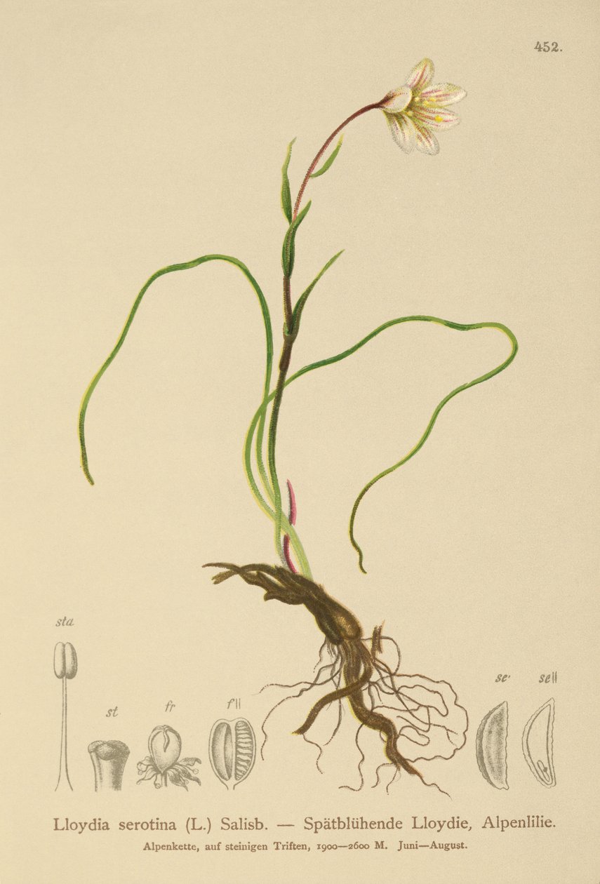 Snowdon Lily (Lloydia serotina, Gagea serotina, Lloydia alpina, Lloydia striata) av German School