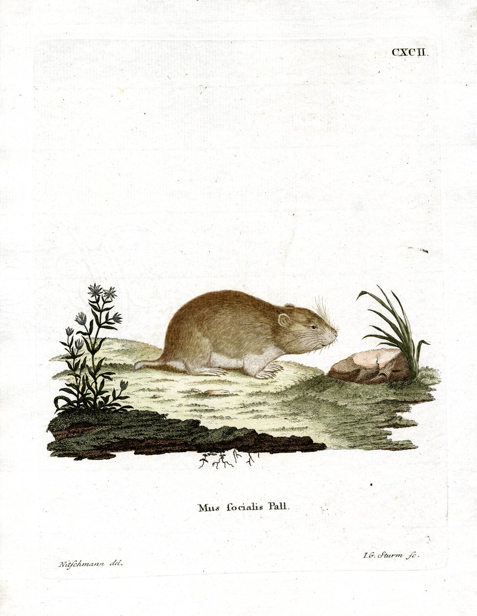 Social Vole (farget gravering) av German School