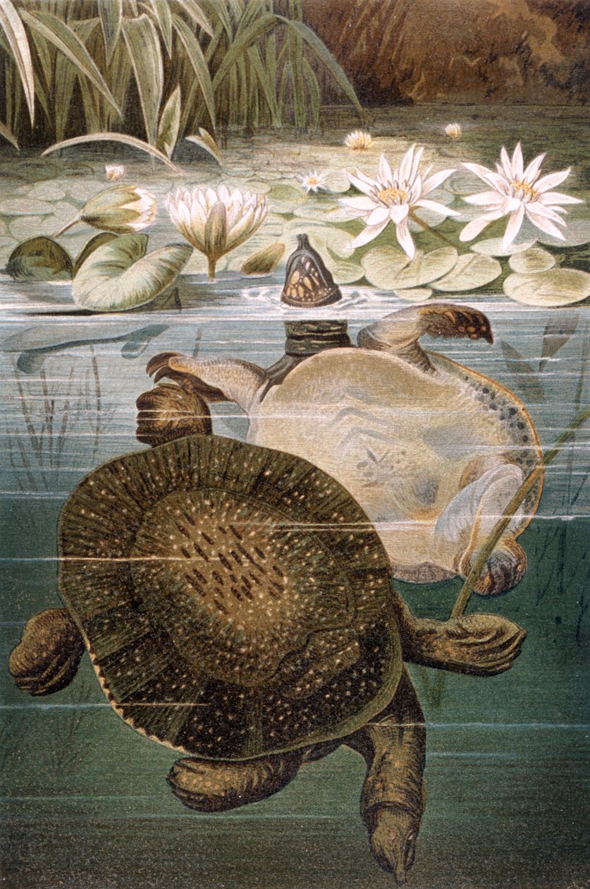 Bløtskallet skilpadde, tallerken fra Brehms Tierleben: Allgemeine Kunde des Tierreichs, vol. 7, s.621, utgitt av Bibliographic Institute, 1892 av German School