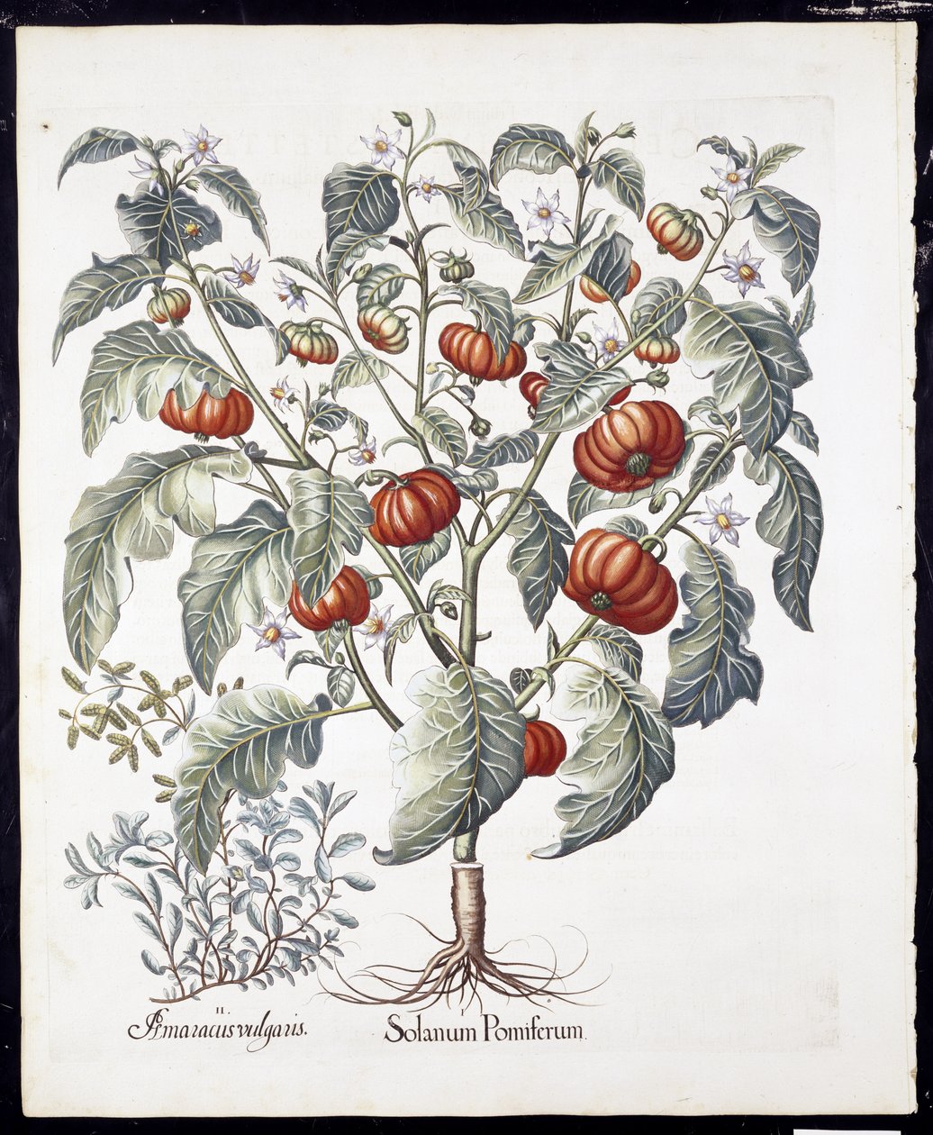 Solanum Pomiferum fra Hortus Eystettensis av Basil Besler (1561-1629) pub 1613 (håndfarget gravering) av German School