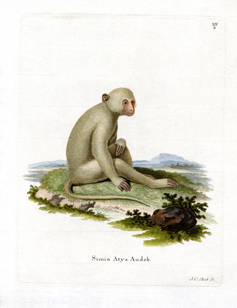 Sooty Mangabey (farget gravering) av German School