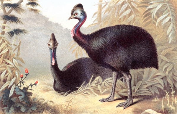 Southern Cassowary, plate fra "Brehms Tierleben: Allgemeine Kunde des Tierreichs", vol.6, s.684, utgitt av Bibliographisches Institut av German School