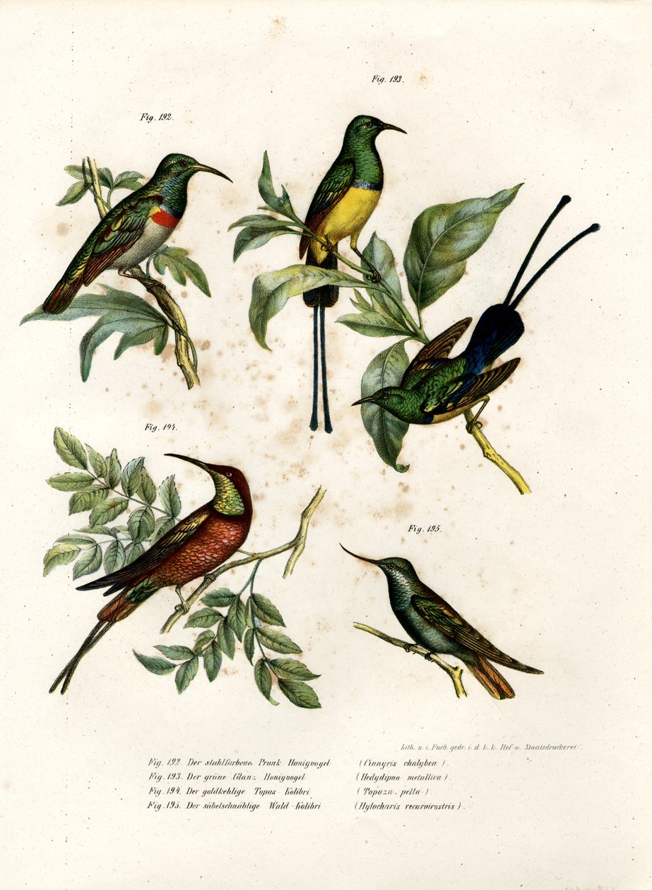 Southern Double-collared Sunbird, 1864 av German School