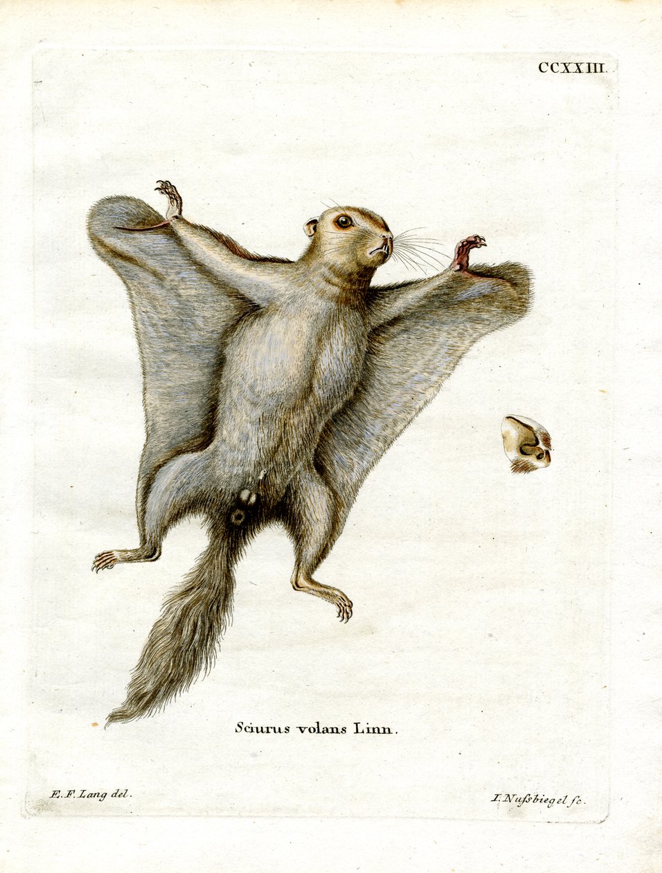 Southern Flying Squirrel (farget gravering) av German School