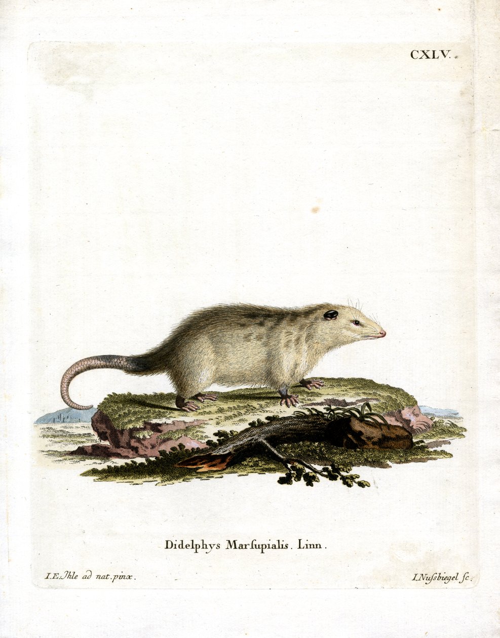 Southern Opossum (farget gravering) av German School