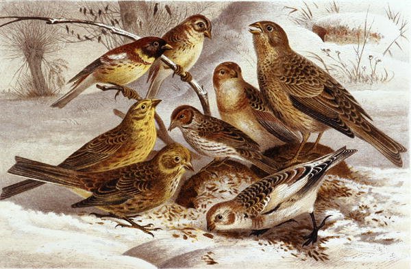 Sparrows, plate fra "Brehms Tierleben: Allgemeine Kunde des Tierreichs", bd. 4, s. 335, utgitt av Bibliographisches Institut av German School