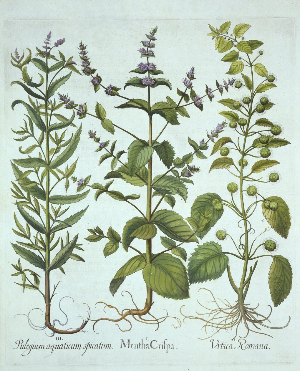 Spearmint, Roman Nettle and Long-Leaved Horsemint, fra Hortus Eystettensis, av Basil Besler (1561-1629), pub. 1613 (håndfarget gravering) av German School