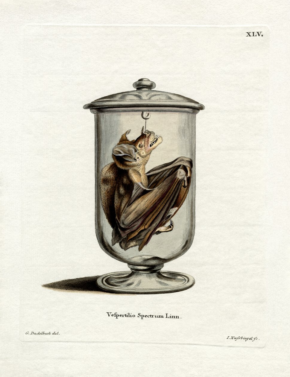 Spectral Bat (farget gravering) av German School