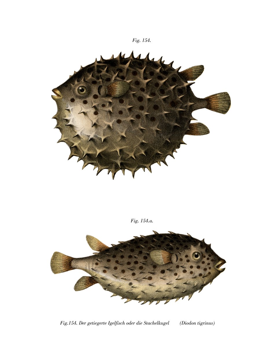 Spotfin Burrfish (farge litho) av German School