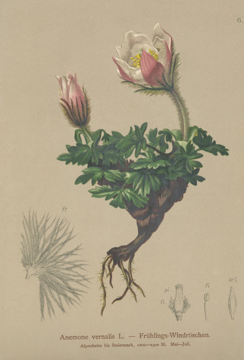 Våranemone (Anemone vernalis, Pulsatilla vernalis) av German School