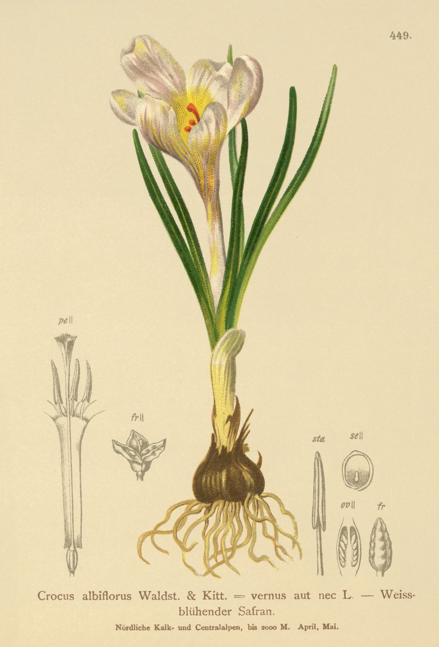 Vårkrokus (Crocus albiflorus, Crocus vernus) av German School