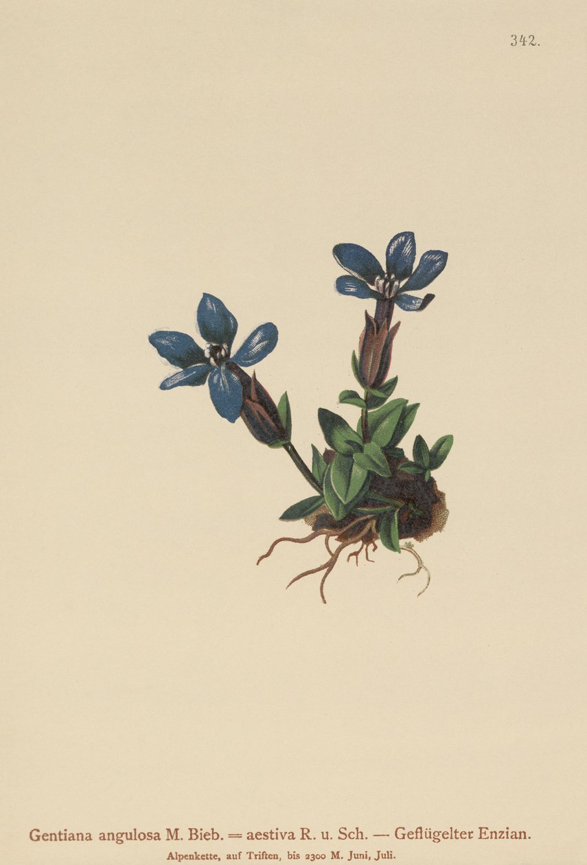 Vårgentian (Gentiana verna, Gentiana angulosa, Gentiana aestiva) av German School